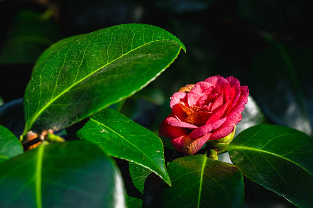Close-up of a vibrant camellia flower blooming amidst lush green foliage, bathed in the warm glow of spring sunlight
