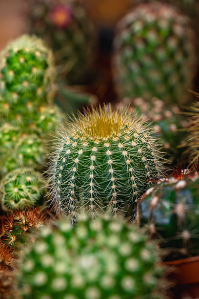 Small golden barrel cactus growing in a pot with other cacti