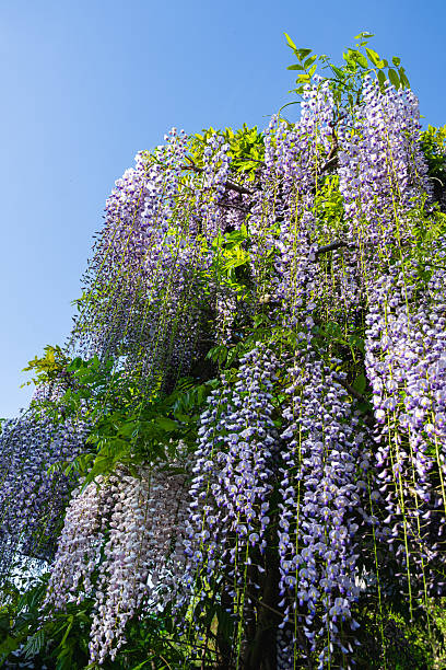 istock Beautiful wisteria flowers blooming in spring under blue sky 2221508126