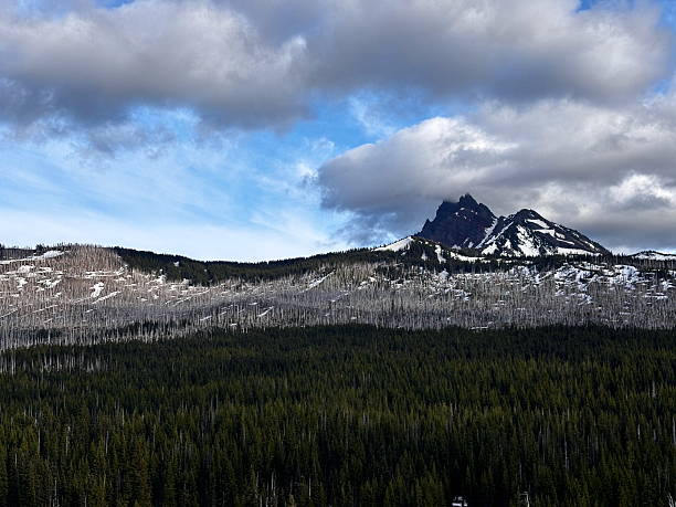 istock Regrowth Beneath the Spires of Three Fingered Jack 2221508398