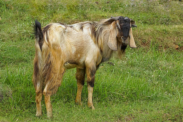 A long-haired male goat standing on a grassy field, looking at the camera with a rural natural background.