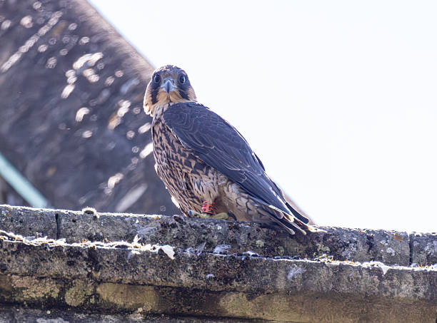 istock peregrine falcon 2221512760