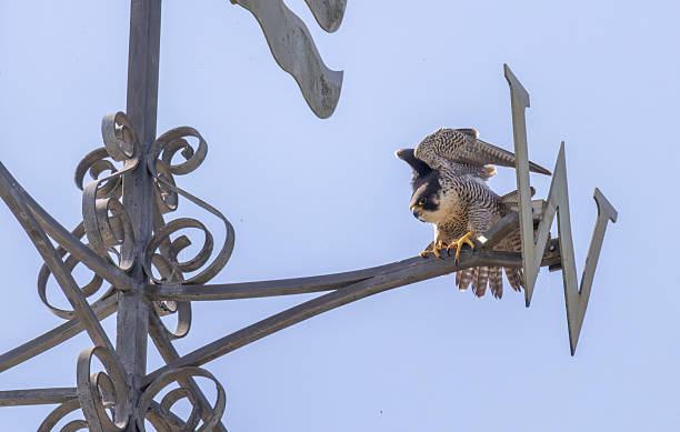 istock Peregrine falcon 2221512780