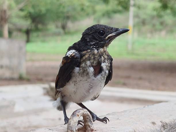 istock Close up Oriental Magpie-Robin chick 2221513781