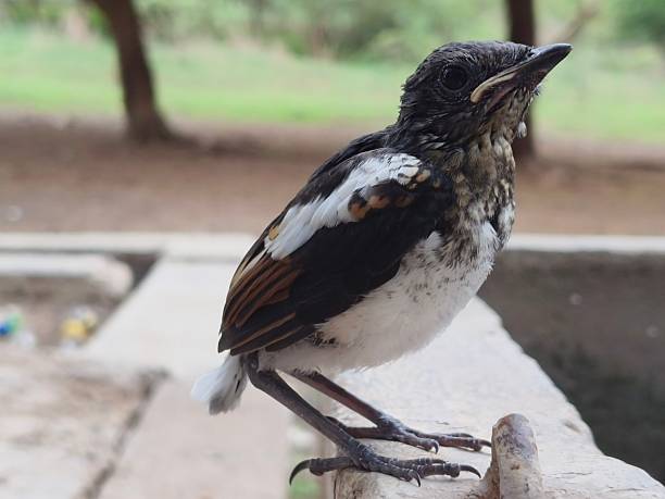 istock Young one of Oriental Magpie-Robin (Copsychus saularis) 2221513797