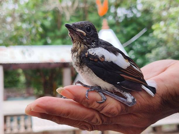 Indian robin (Copsychus fulicatus ) chick on human hand