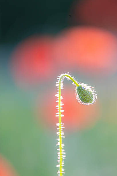 Closed poppy (papaver) bud hanging down, revealing its hairy stem while blurred poppies in the background enhance a dreamy and romantic atmosphere filled with nature's delicate beauty