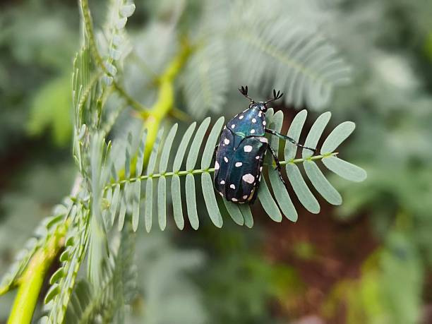 Green Frog-legged Leaf Beetle perched on a leaf