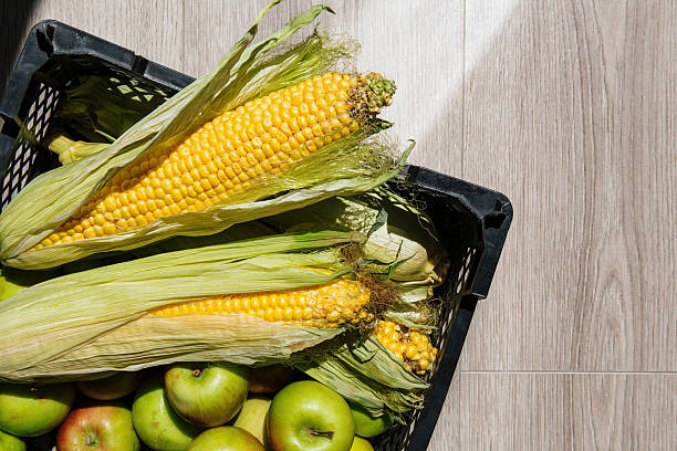 Basket filled with green apples and corn, fresh rich autumn harvest