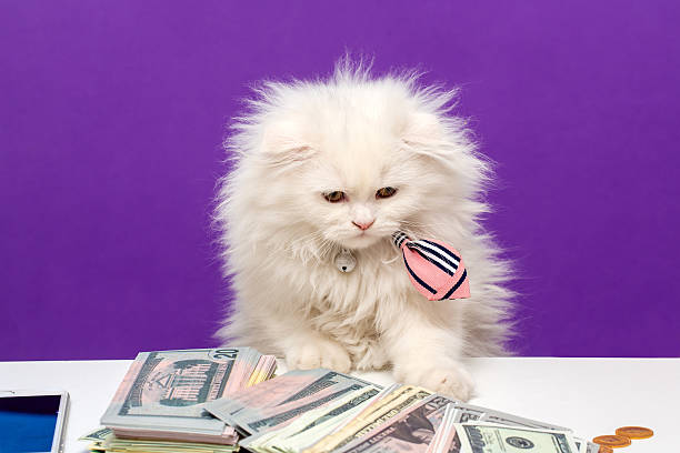 A fluffy white kitten with a pink bow tie sits confidently in front of a pile of US dollars and gold coins, set against a purple background. The scene humorously evokes themes of executive wealth, financial success, and feline confidence.