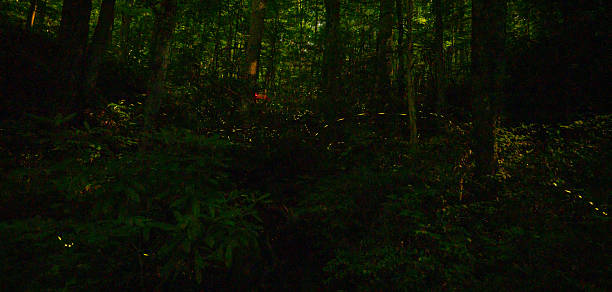 istock Glowing Firefly Streak Through Dark Foreset In The Summer 2221520123