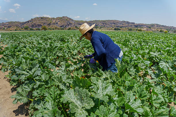 istock Farmer harvesting zucchini in a field on sunny day 2221521212