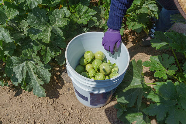 Agricultural worker harvesting round zucchini in a field