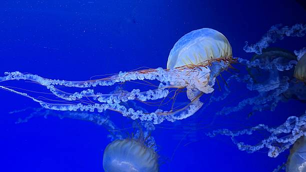 istock Graceful Jellyfish Floating in Deep Blue Water 2221522359