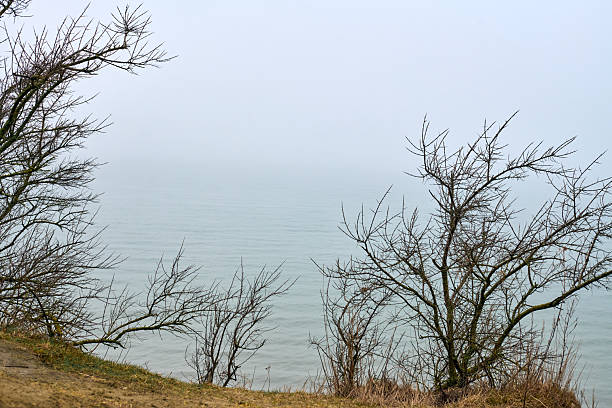 Bare branches frame foggy lake, creating serene, misty scene. Calm water and muted colors enhance tranquility. Overcast sky blends with gentle fog