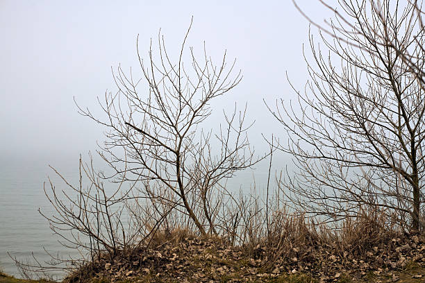 Leafless trees stand along foggy lakeside, creating serene winter scene. Soft gray tones dominate misty background. Sparse branches contrast with calm water below
