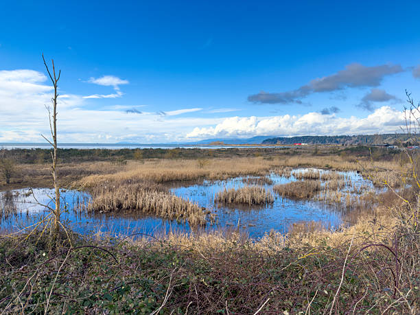 Iona Beach Regional Park in Winter in Richmond, Vancouver, British Colunbia, CANADA.