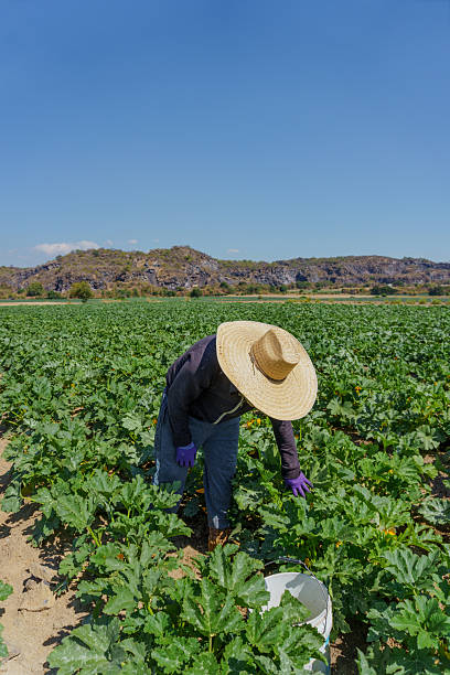 istock Agricultural worker harvesting zucchini in a field under blue sky 2221522915