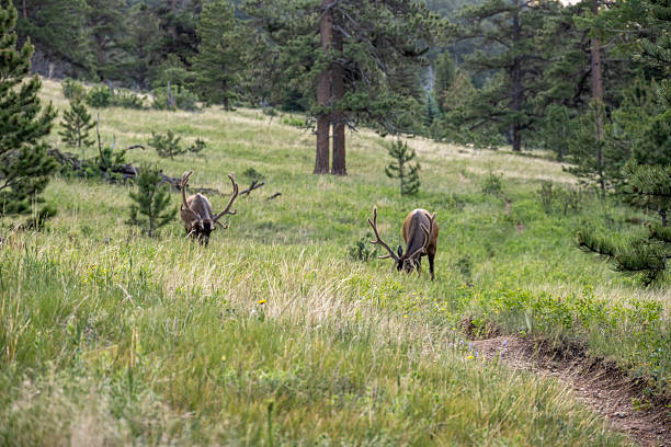 istock Two Bull Elk Graze Along Trail Through Meadow 2221523025