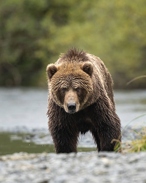 istock Kodiak bear walking directly toward the camera 2221524376