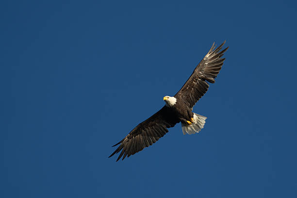 istock Adult bald eagle in Alaska flying against a blue sky 2221524453