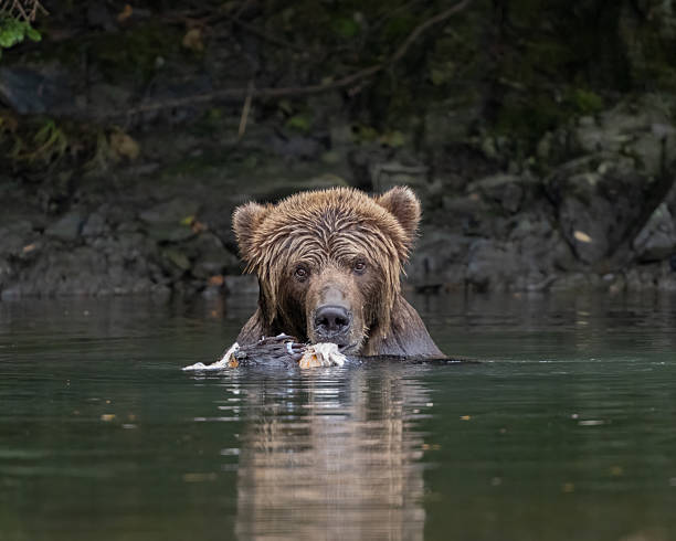 istock Bear deep in the water of a river eating a fish 2221524464