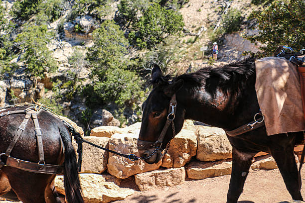istock South Kaibab Trail 2221526912