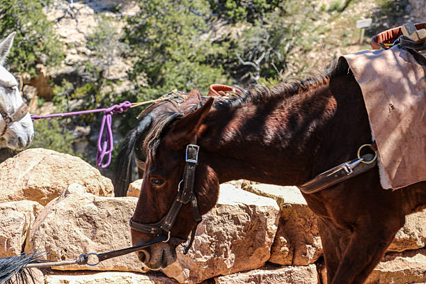 istock South Kaibab Trail 2221527537
