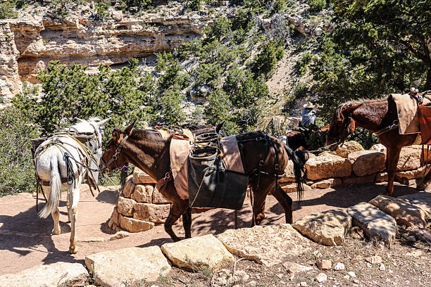 istock South Kaibab Trail 2221527542