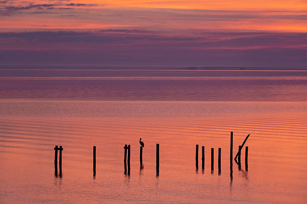 istock Pelican at sunrise 2221527818