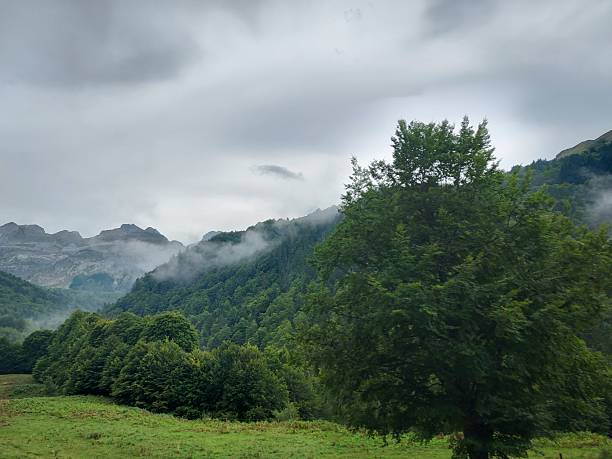 istock 2024 - Candanchu Natural Area, Huesca 2221528610