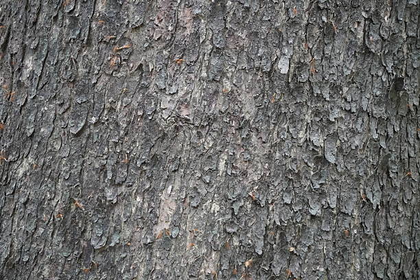 Close-Up of Rough Tree Bark with Gray and Brown Textured Surface
