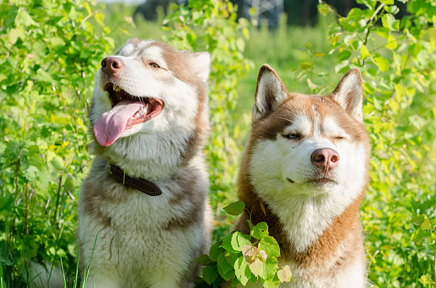 istock Siberian huskies resting in sunny green field 2221529497