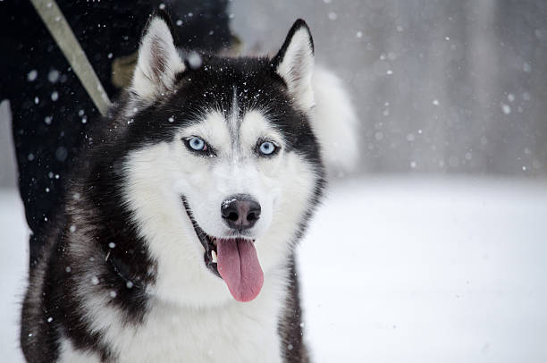 istock Siberian husky in snowy landscape 2221529520