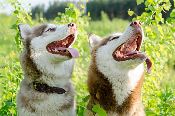 istock Siberian huskies in lush greenery, capturing joyful moment 2221529531