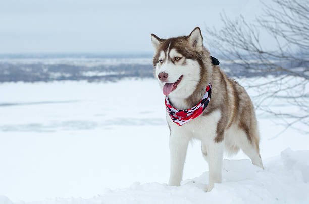 istock Husky in snowy landscape with red bandana 2221529563