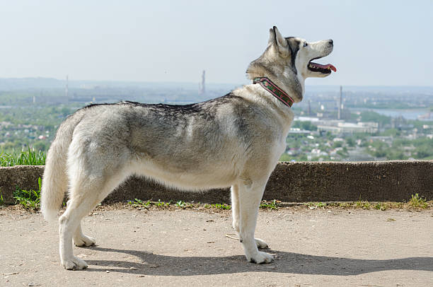 istock Majestic husky overlooking scenic riverside landscape 2221529565