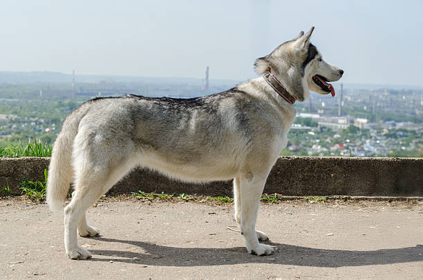 Majestic husky overlooking scenic riverside landscape