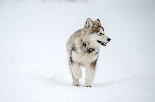 istock Husky running through snowy landscape 2221529585