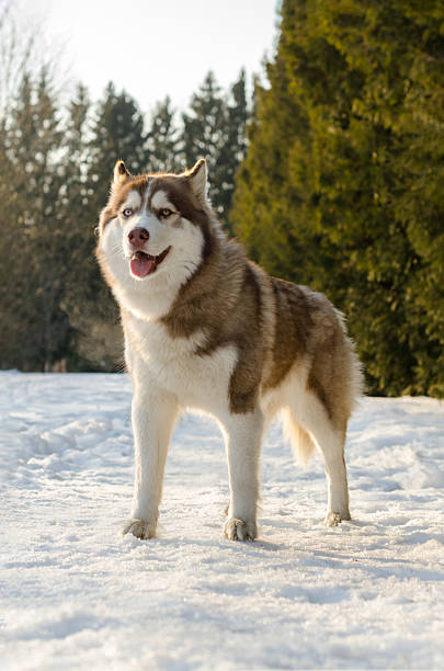 istock Siberian husky standing on snow in sunlit forest 2221529632
