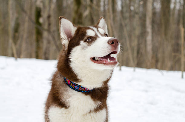 Brown and white husky with blue eyes stands in snowy forest. Energetic expression with open mouth. Colorful collar adds contrast to wintry background
