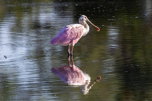This photograph captures a Roseate Spoonbill in its natural habitat, wading in still water under natural light. The bird's distinctive spatulate bill and vibrant pink feathers are prominent, with its reflection clearly visible below. The background consists of dark, shimmering water, suggesting a natural aquatic environment.