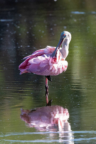 istock A Roseate Spoonbill stands on one leg in still water, grooming its feathers while casting a clear reflection on the surface below. 2221532944