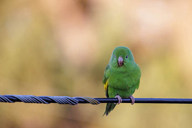 Small Parakeets on a branc on black background fighting.