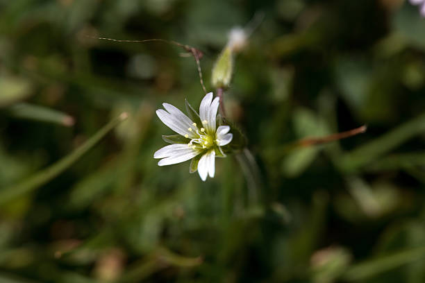 Blossom of a mouse ear chickweed, Cerastium fontanum