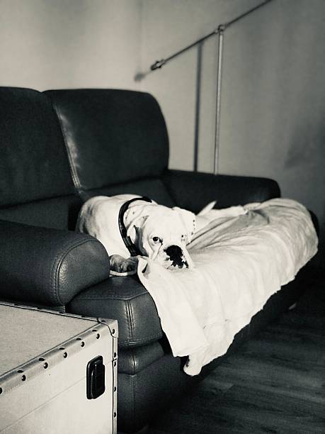 A soulful white boxer dog with striking heterochromia—one brown eye and one pale blue eye—lies quietly on a leather sofa, its head gently resting on a blanket. Captured in black and white, the image evokes calm, introspection, and gentle melancholy. The unique gaze of the dog, combined with the soft lighting and minimalist interior featuring a vintage trunk and modern floor lamp, creates an intimate and timeless atmosphere—ideal for themes of companionship, animal emotions, and home comfort.