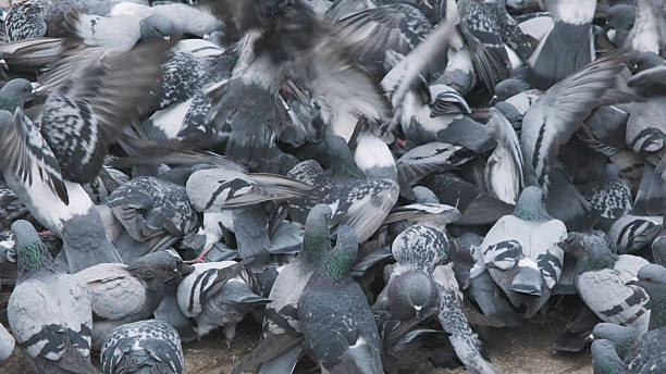 istock Crowd of pigeons on city square 2221540277