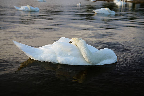 soon-to-be mom swan