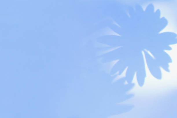 Flower shadow on blue background. Summer abstract floral background.