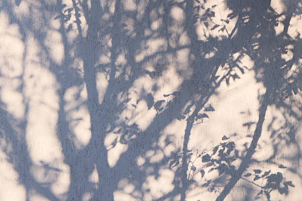 istock Tree shadow on the house wall. Abstract summer background. 2221540688